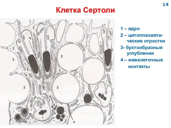 Клетка Сертоли 1 – ядро 2 – цитоплазмати-ческие отростки 3- бухтообразные углубления