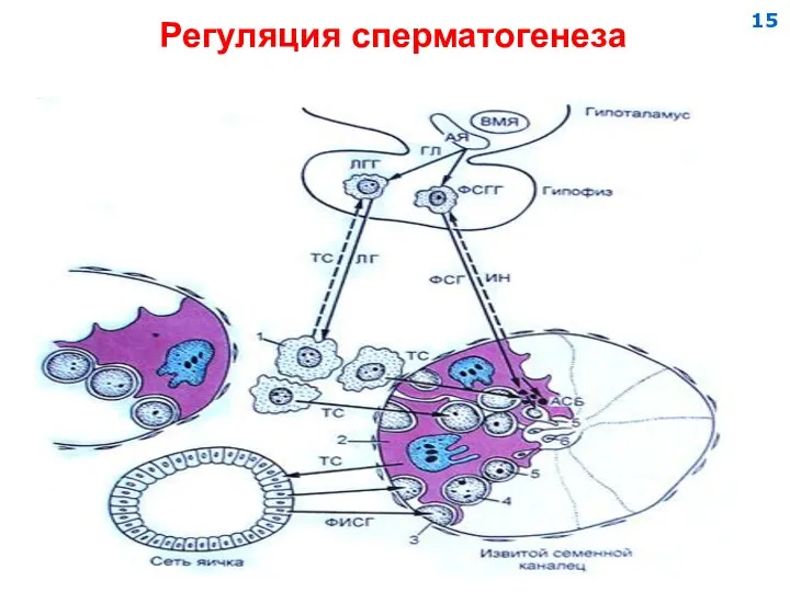 Регуляция сперматогенеза 15