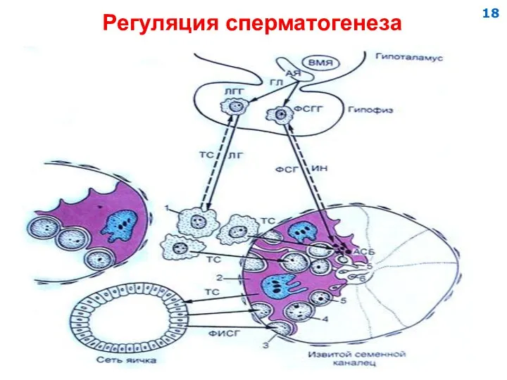 Регуляция сперматогенеза 18