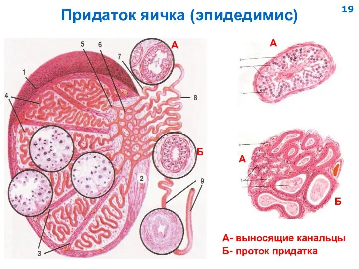 Придаток яичка (эпидедимис) А- выносящие канальцы Б- проток придатка А А А Б Б 19