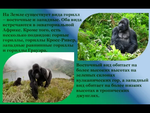 На Земле существует вида горилл – восточные и западные. Оба вида встречаются