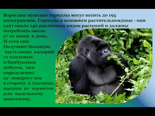 Взрослые мужские гориллы могут весить до 195 килограммов. Гориллы в основном растительноядные