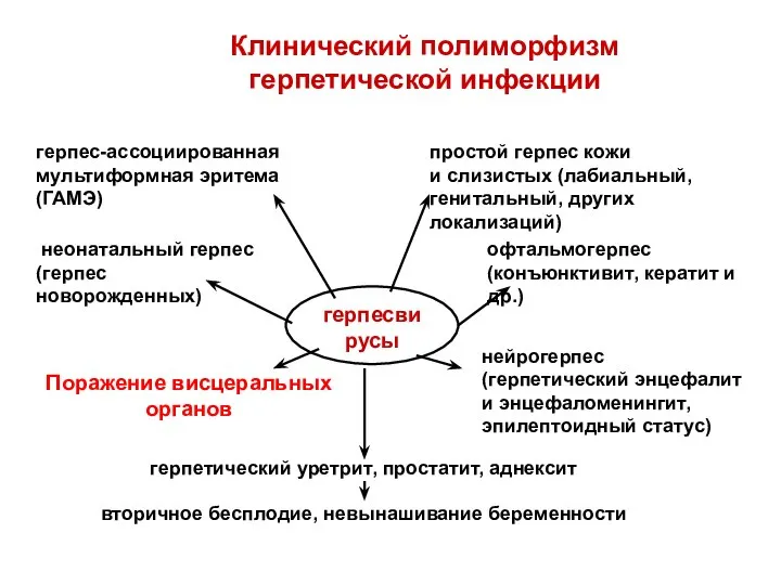 герпесвирусы Клинический полиморфизм герпетической инфекции герпес-ассоциированная мультиформная эритема (ГАМЭ) простой герпес кожи