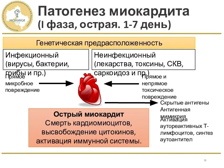 Патогенез миокардита (I фаза, острая. 1-7 день) Генетическая предрасположенность Инфекционный (вирусы, бактерии,