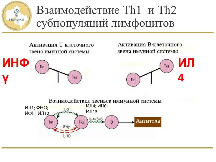 Взаимодействие Th1 и Th2 субпопуляций лимфоцитов ИНФγ ИЛ4