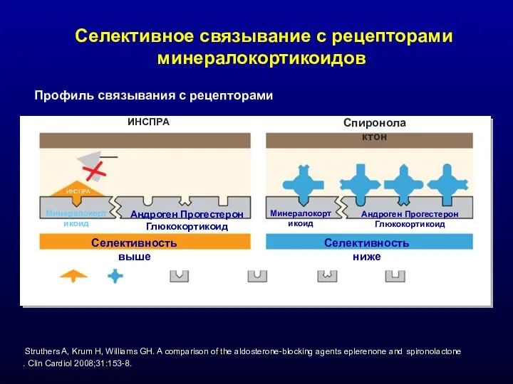 ИНСПРА Спиронолактон ИНСПРА Спиронолактон Рецептор к минералокортикоидам Рецептор к андрогенам Рецептор к