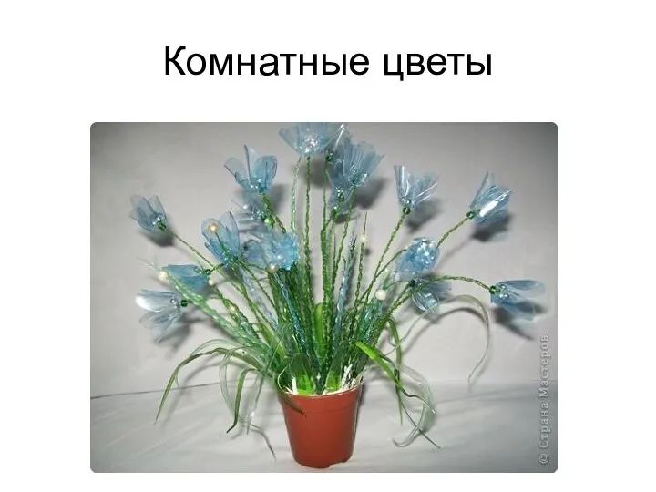 Комнатные цветы