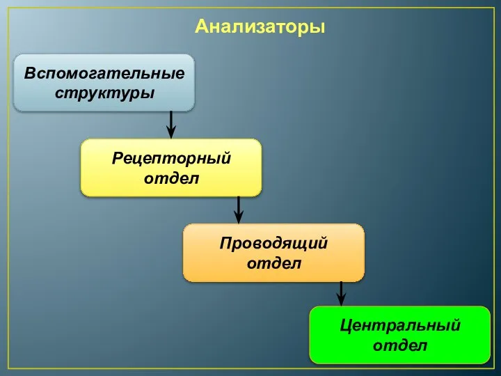 Анализаторы Вспомогательные структуры Рецепторный отдел Проводящий отдел Центральный отдел