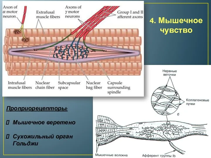 4. Мышечное чувство Проприорецепторы: Мышечное веретено Сухожильный орган Гольджи