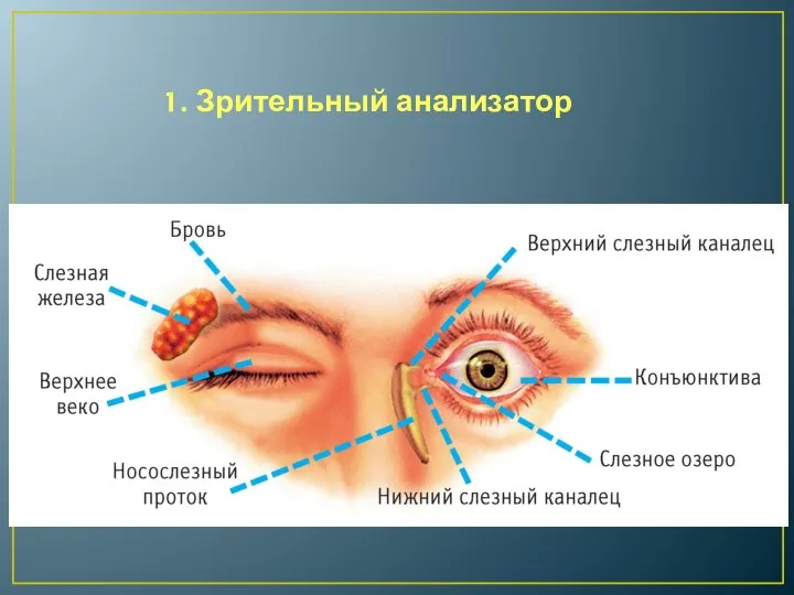 1. Зрительный анализатор