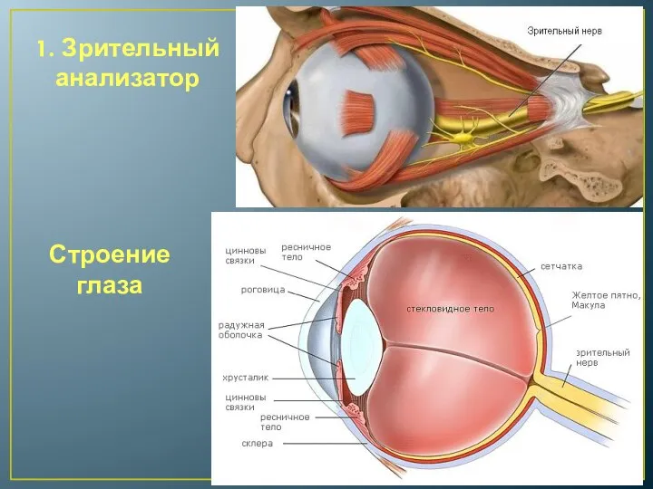 Строение глаза 1. Зрительный анализатор