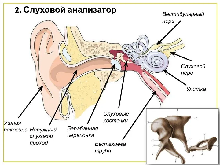 2. Слуховой анализатор Ушная раковина Наружный слуховой проход Барабанная перепонка Слуховые косточки