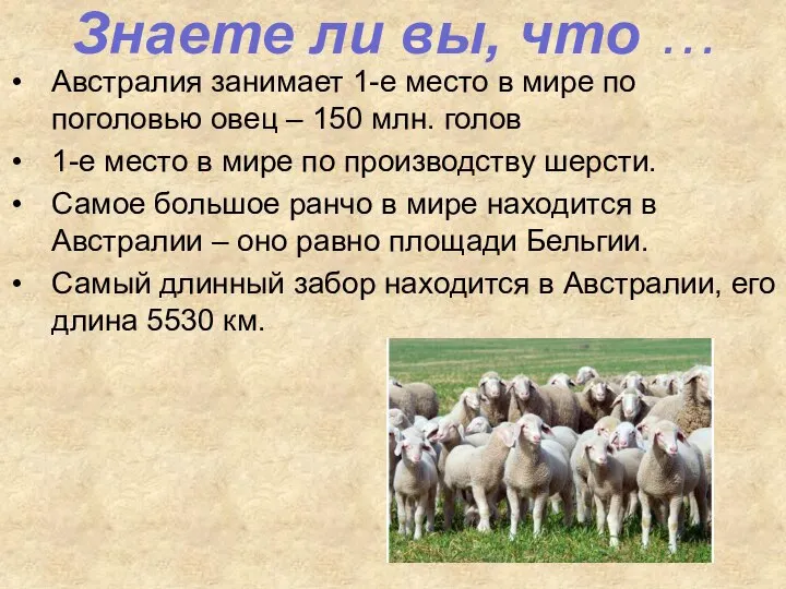 Австралия занимает 1-е место в мире по поголовью овец – 150 млн.