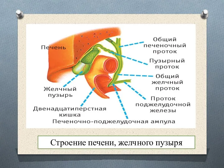 Строение печени, желчного пузыря