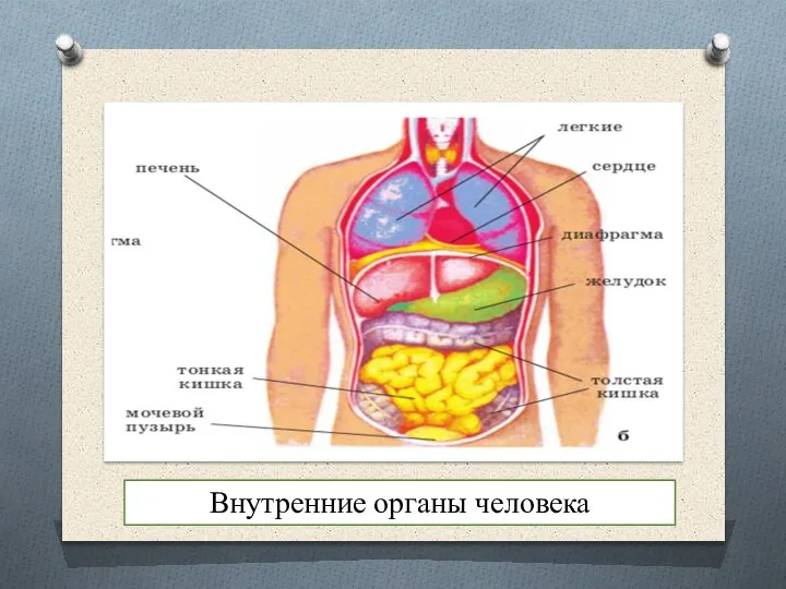 Внутренние органы человека