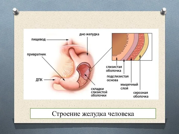 Строение желудка человека