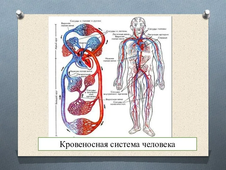 Кровеносная система человека