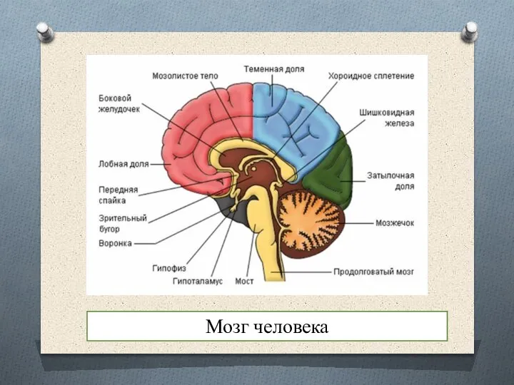 Мозг человека