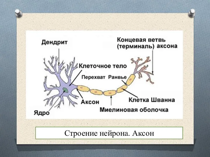 Строение нейрона. Аксон