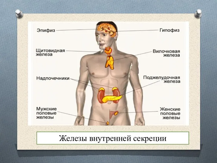 Железы внутренней секреции