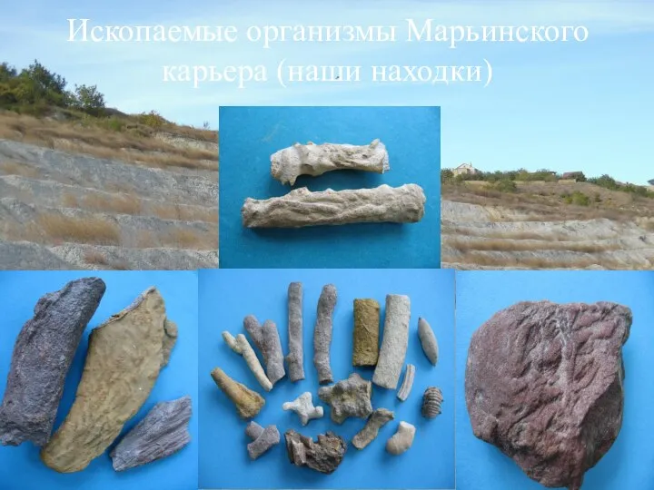 Ископаемые организмы Марьинского карьера (наши находки)