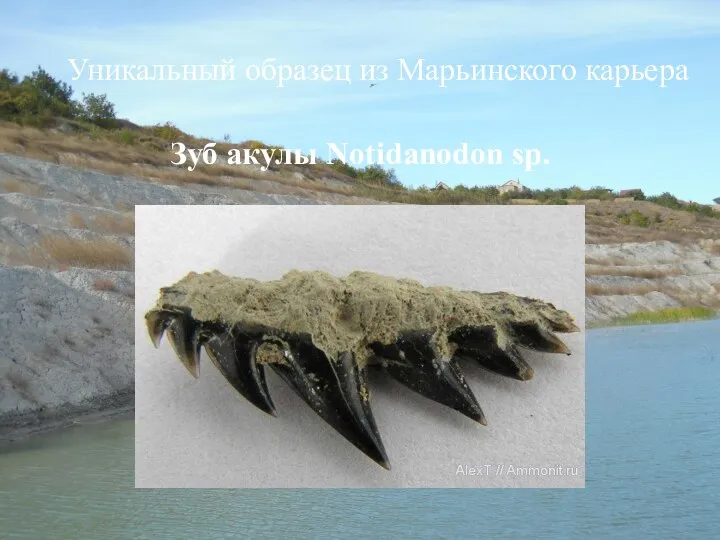 Уникальный образец из Марьинского карьера Зуб акулы Notidanodon sp.