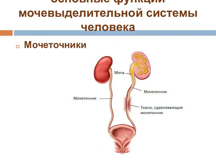 основные функции мочевыделительной системы человека Мочеточники