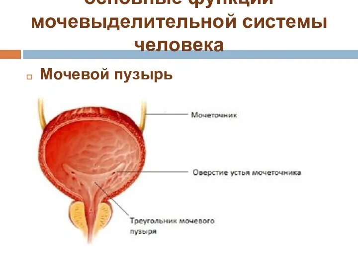 основные функции мочевыделительной системы человека Мочевой пузырь