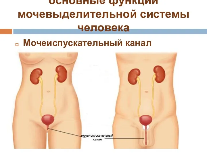 основные функции мочевыделительной системы человека Мочеиспускательный канал