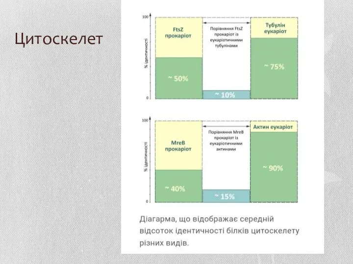 Цитоскелет