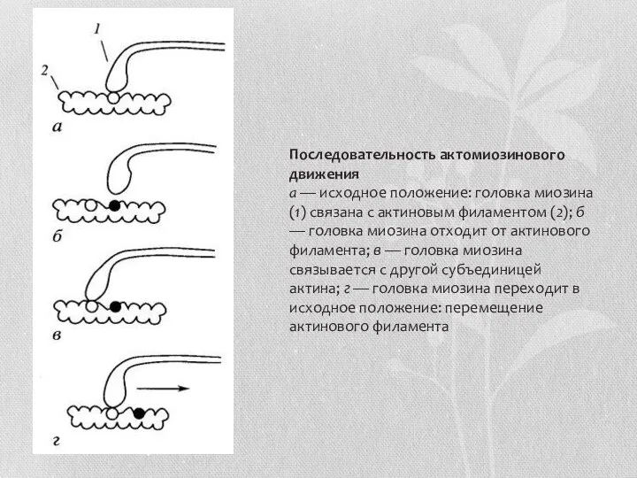 Последовательность актомиозинового движения а — исходное положение: головка миозина (1) связана с