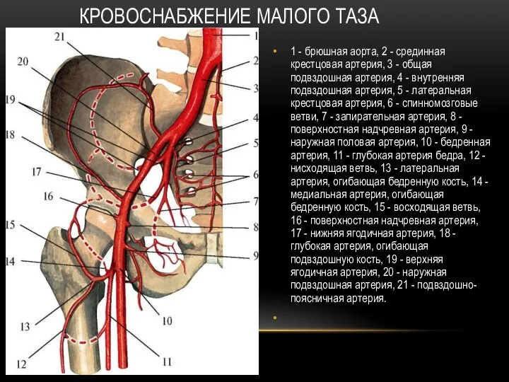 КРОВОСНАБЖЕНИЕ МАЛОГО ТАЗА 1 - брюшная аорта, 2 - срединная крестцовая артерия,