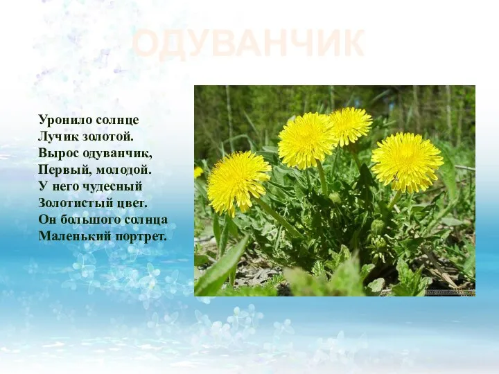 ОДУВАНЧИК Уронило солнце Лучик золотой. Вырос одуванчик, Первый, молодой. У него чудесный