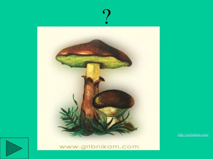 ? http://gribnikam.com/