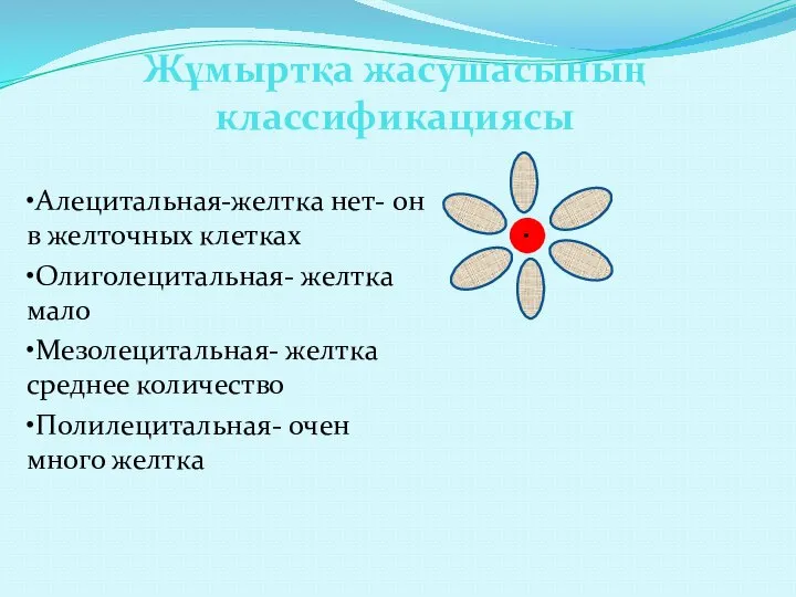 Жұмыртқа жасушасының классификациясы •Алецитальная-желтка нет- он в желточных клетках •Олиголецитальная- желтка мало