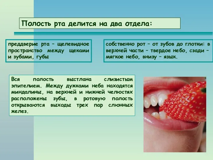 Полость рта делится на два отдела: Вся полость выстлана слизистым эпителием. Между