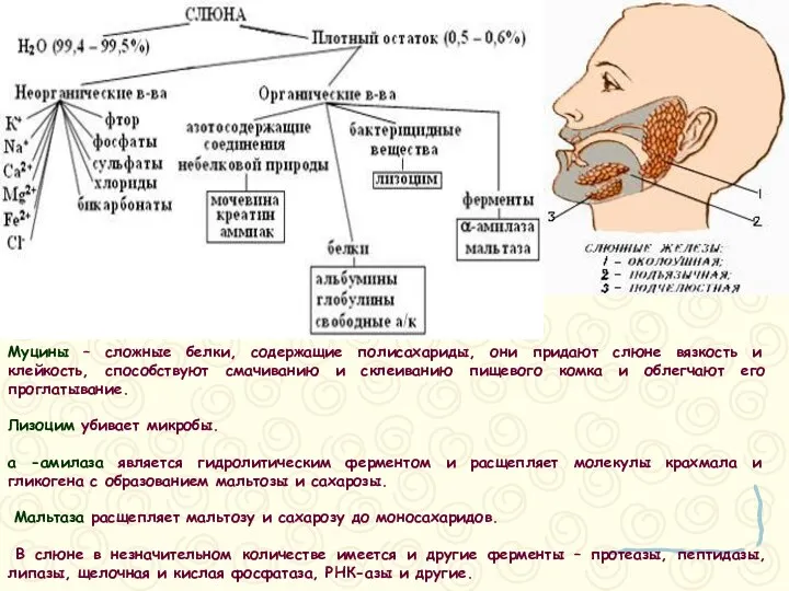 Муцины – сложные белки, содержащие полисахариды, они придают слюне вязкость и клейкость,