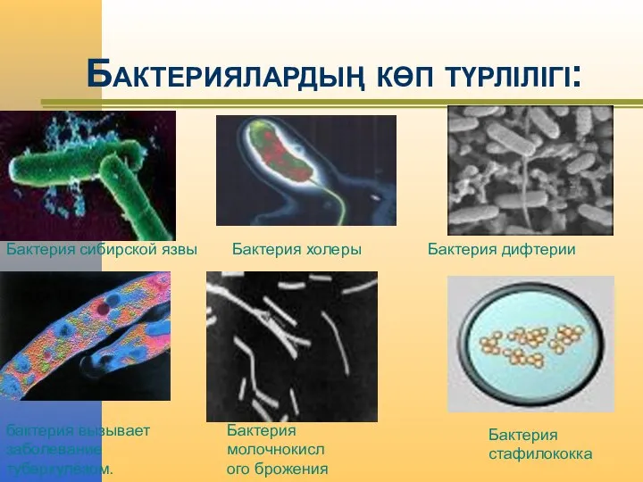 Бактериялардың көп түрлілігі: Бактерия сибирской язвы бактерия вызывает заболевание туберкулёзом. Бактерия холеры