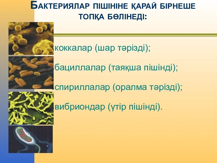 Бактериялар пішініне қарай бірнеше топқа бөлінеді: коккалар (шар тәрізді); бациллалар (таяқша пішінді);