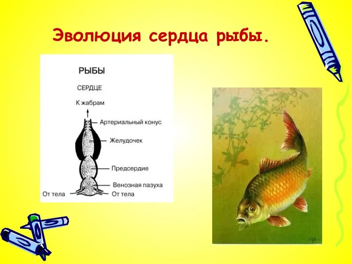Эволюция сердца рыбы.