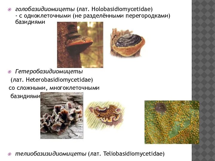 голобазидиомицеты (лат. Holobasidiomycetidae) - с одноклеточными (не разделёнными перегородками) базидиями Гетеробазидиомицеты (лат.