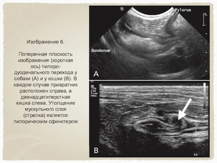Изображение 8. Поперечная плоскость изображения (короткая ось) пилоро-дуоденального перехода у собаки (А)