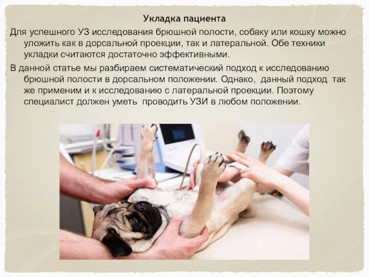 Укладка пациента Для успешного УЗ исследования брюшной полости, собаку или кошку можно