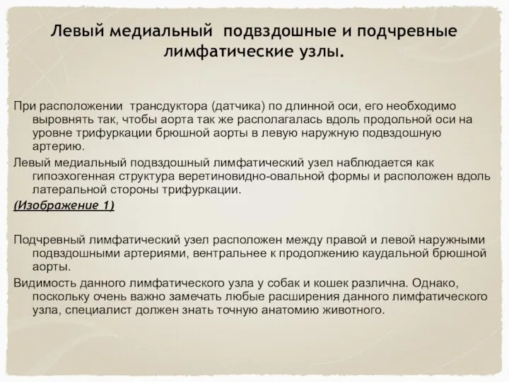 Левый медиальный подвздошные и подчревные лимфатические узлы. При расположении трансдуктора (датчика) по