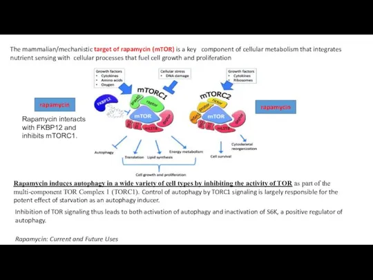 The mammalian/mechanistic target of rapamycin (mTOR) is a key component of cellular