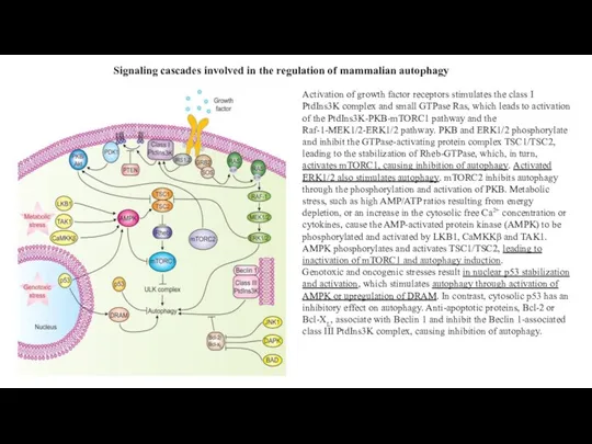 Signaling cascades involved in the regulation of mammalian autophagy Activation of growth