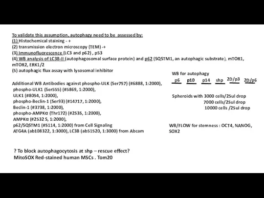 To validate this assumption, autophagy need to be assessed by: (1) Histochemical