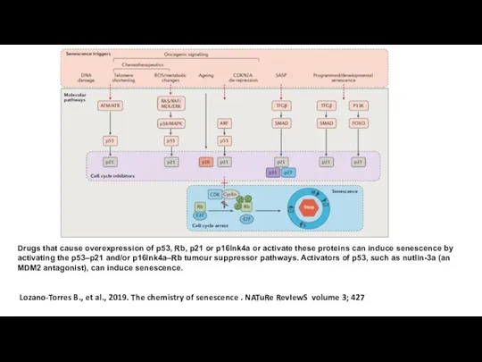 Lozano-Torres B., et al., 2019. The chemistry of senescence . NATuRe RevIewS