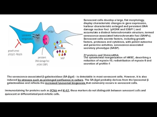 The senescence-associated β-­galactosidase (SA-βgal) - is detectable in most senescent cells. However,