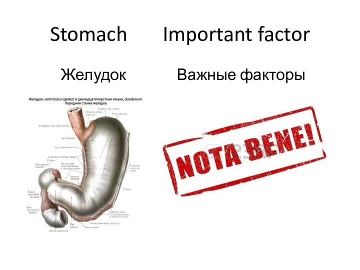 Stomach Important factor Желудок Важные факторы